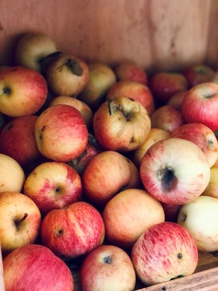Imagen de MANZANAS ORGÁNICAS - 1KG