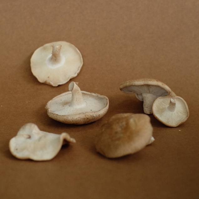 Imagen de HONGOS SHIITAKE 100 G