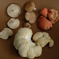 Imagen de HONGOS SHIITAKE 100 G